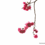 長洲櫻花 